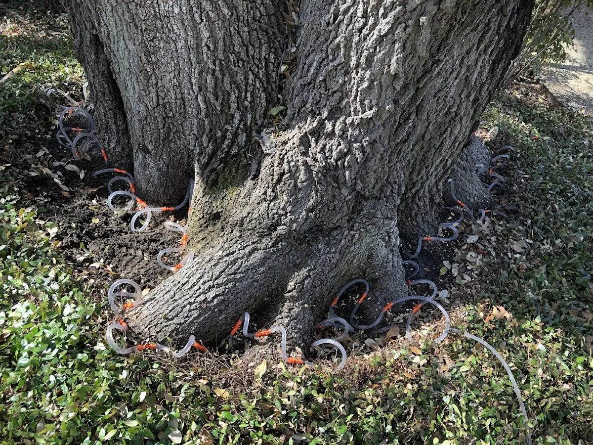 Detailed Tree Cabling and Bracing job site in Gouldsboro