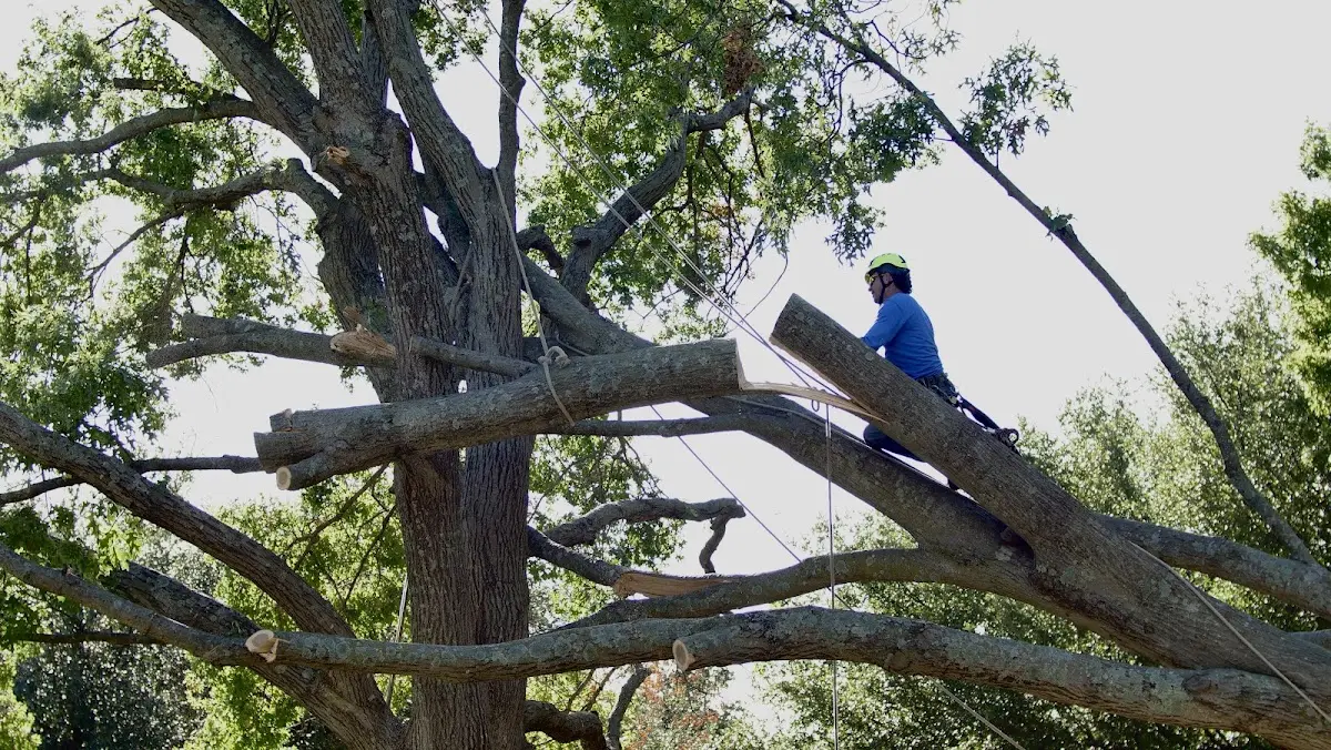 Professional Crown Thinning performed by certified arborists in Gouldsboro