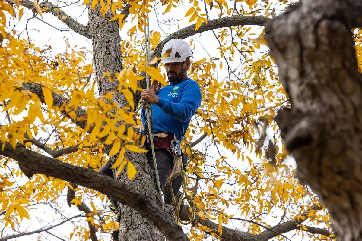 Skilled Tree Pruning crew working in Gouldsboro
