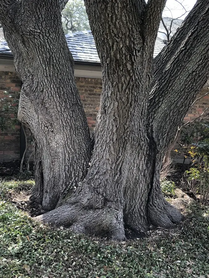 Mature heritage tree close to a Gouldsboro property cared for by certified arborists